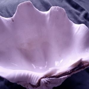 Sea Shell size 8" W × 10" L weight  4 pound